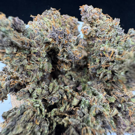 JACK HERER 🌲
