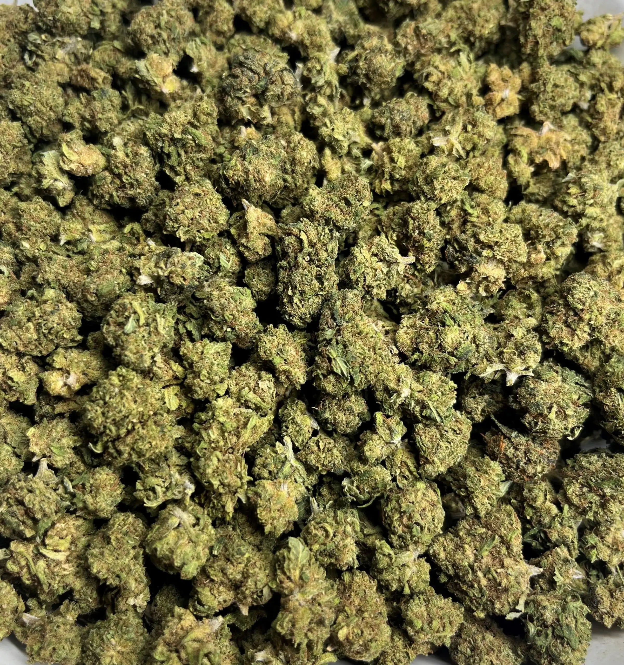 SMALL BUDS ( MANGO ) 🥭