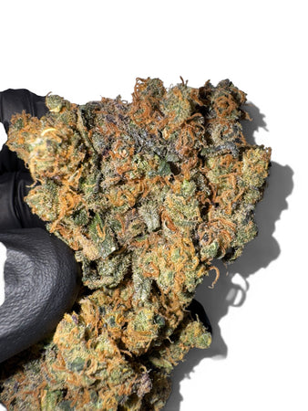 Fleur CBD Gelato 41 indoor — détail couleur violette et trichomes