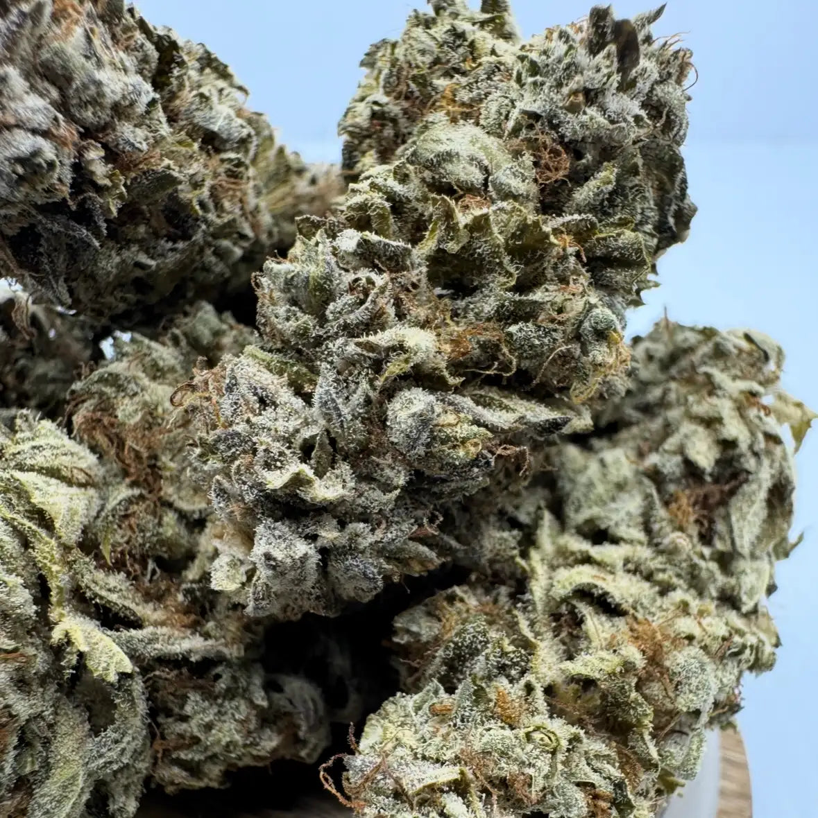 Fleur CBD Acapulco Gold – arômes frais et fruités, têtes compactes