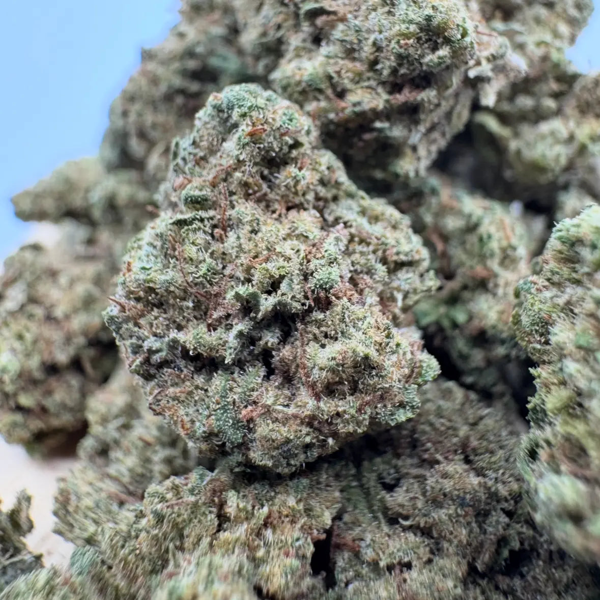 Small Buds Blue Dream – trichomes visibles et fleurs compactes