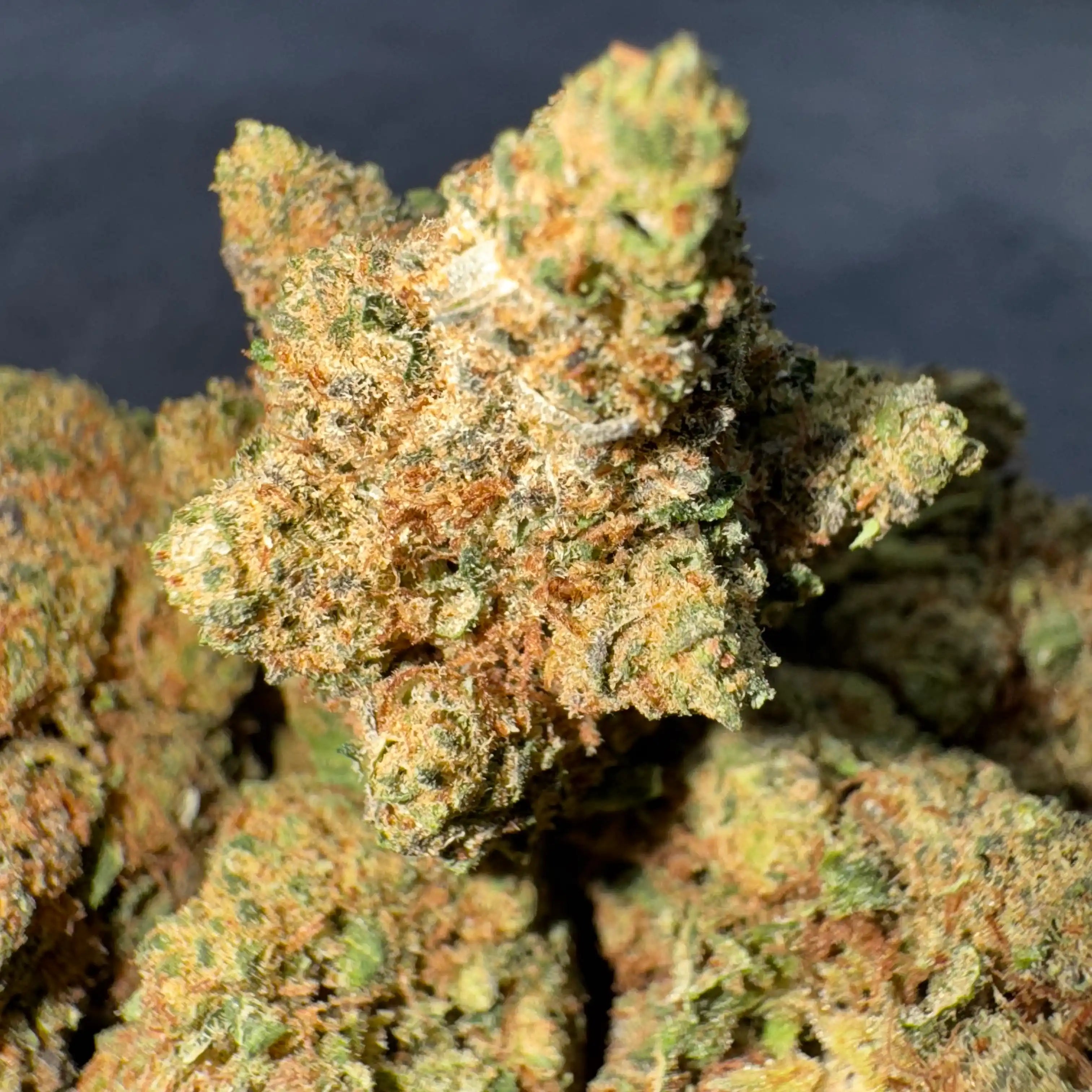 Candy Land CBD – fleur indoor sucrée et fruitée