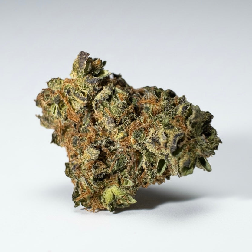 Fleur CBD Jealousy indoor — tête dense et résineuse profil épicé