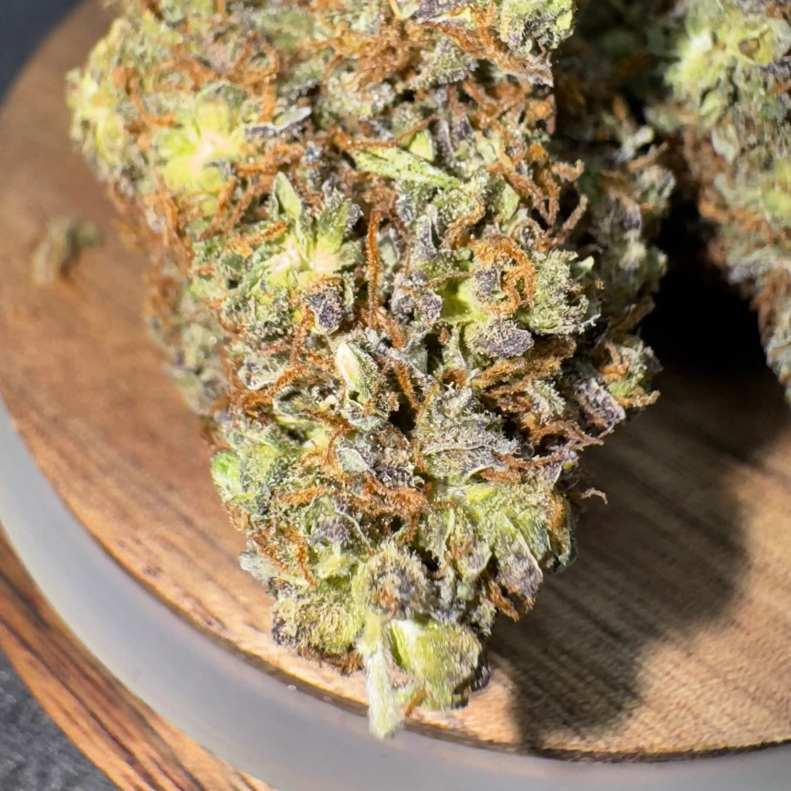 Jealousy CBD indoor – trichomes visibles et reflets violets