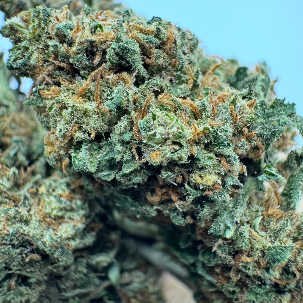 Strawberry CBD – fleurs lumineuses riches en trichomes