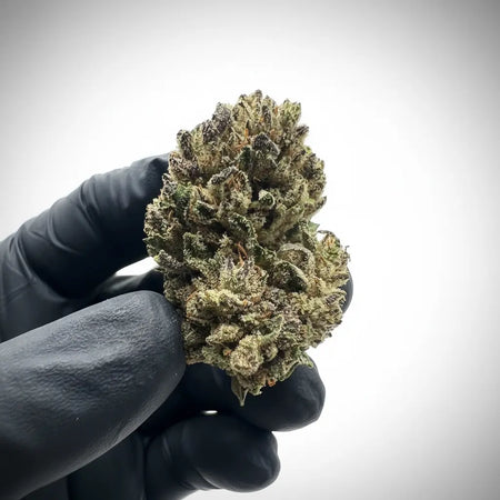 Têtes de Blue Cheese CBD compactes riches en trichomes